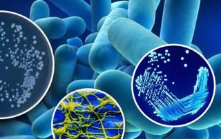 Legionella banner