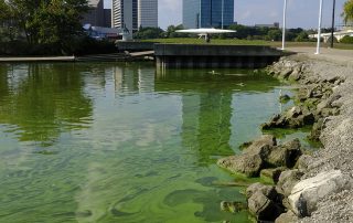 River-Algae