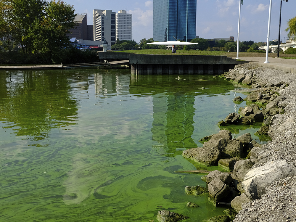 River-Algae