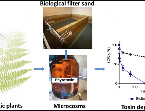 Removal of phytotoxins in filter sand used for drinking water treatment